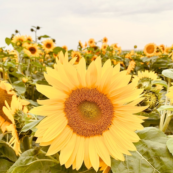 Meet your Posher, Georgia - Picture 1 of 1